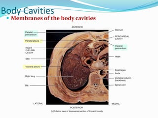 Body Cavities
 Membranes of the body cavities
 