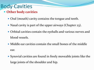 Body Cavities
 Other body cavities
 Oral (mouth) cavity contains the tongue and teeth.
 Nasal cavity is part of the upper airways (Chapter 23).
 Orbital cavities contain the eyeballs and various nerves and
blood vessels.
 Middle ear cavities contain the small bones of the middle
ear.
 Synovial cavities are found in freely moveable joints like the
large joints of the shoulder and hip.
 