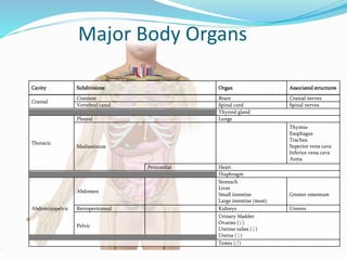 Major Body Organs
Cavity Subdivisions Organ Associated structures
Cranial
Cranium Brain Cranial nerves
Vertebral canal Spinal cord Spinal nerves
Thyroid gland
Thoracic
Pleural Lungs
Mediastinum
Thymus
Esophagus
Trachea
Superior vena cava
Inferior vena cava
Aorta
Pericardial Heart
Diaphragm
Abdominopelvic
Abdomen
Stomach
Liver
Small intestine
Large intestine (most)
Greater omentum
Retroperitoneal Kidneys Ureters
Pelvic
Urinary bladder
Ovaries (♀)
Uterine tubes (♀)
Uterus (♀)
Testes (♂)
 