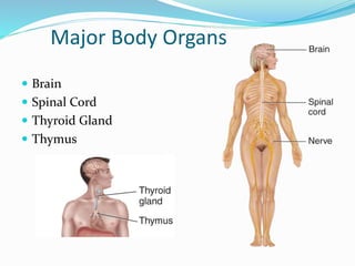 Major Body Organs
 Brain
 Spinal Cord
 Thyroid Gland
 Thymus
 