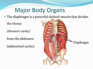 Major Body Organs
 The diaphragm is a powerful skeletal muscle that divides
the thorax
(thoracic cavity)
from the abdomen
(abdominal cavity).
Diaphragm
 