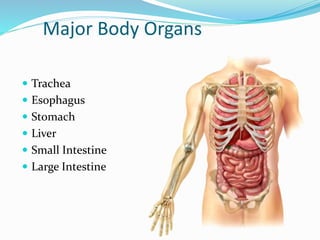 Major Body Organs
 Trachea
 Esophagus
 Stomach
 Liver
 Small Intestine
 Large Intestine
 