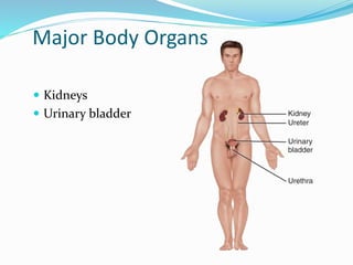 Major Body Organs
 Kidneys
 Urinary bladder
 