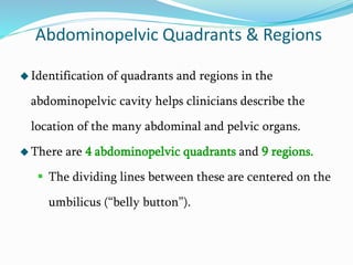 Abdominopelvic Quadrants & Regions
 Identification of quadrants and regions in the
abdominopelvic cavity helps clinicians describe the
location of the many abdominal and pelvic organs.
 There are 4 abdominopelvic quadrants and 9 regions.
 The dividing lines between these are centered on the
umbilicus (“belly button”).
 