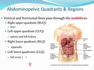 Abdominopelvic Quadrants & Regions
 Vertical and horizontal lines pass through the umbilicus
 Right upper quadrant (RUQ)
 liver
 Left upper quadrant (LUQ)
 spleen and left kidney
 Right lower quadrant (RLQ)
 appendix
 Left lower quadrants (LLQ)
 left ovary ( )
 