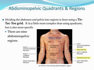 Abdominopelvic Quadrants & Regions
 Dividing the abdomen and pelvis into regions is done using a Tic-
Tac-Toe grid. It is a little more complex than using quadrants,
but is also more specific
 There are nine
abdominopelvic
regions
 