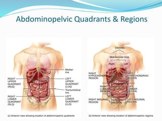 Abdominopelvic Quadrants & Regions
 
