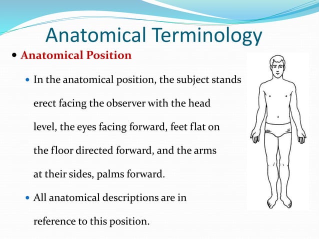 Chapter 1 Introduction to Anatomy and Physiology