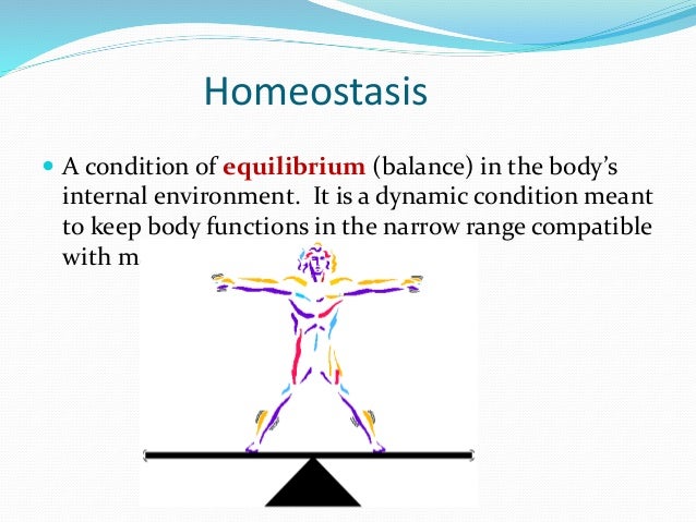 Introduction Homeostasis Is The Process Of Maintaining