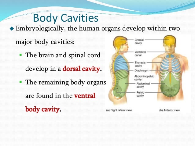 Chapter 1 Introduction to Anatomy and Physiology