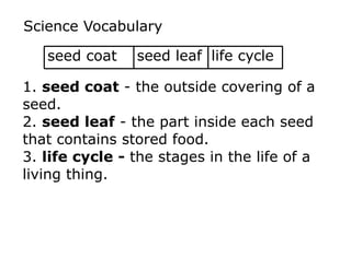 Science Vocabulary 
seed coat seed leaf life cycle 
1. seed coat - the outside covering of a 
seed. 
2. seed leaf - the part inside each seed 
that contains stored food. 
3. life cycle - the stages in the life of a 
living thing. 
 