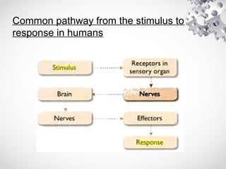 Stimulus Path Chapter 1 form 2 | PPT