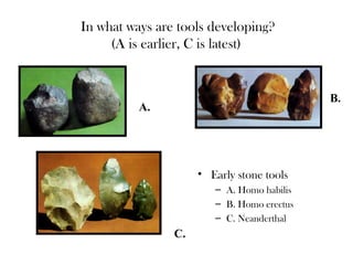 In what ways are tools developing?
(A is earlier, C is latest)
B.
C.
• Early stone tools
– A. Homo habilis
– B. Homo erectus
– C. Neanderthal
A.
 