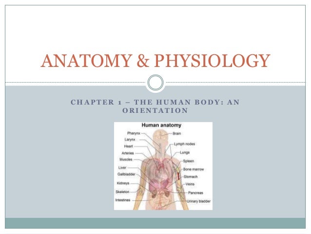 The Human Body An Orientation