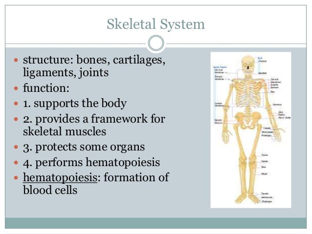 The Human Body An Orientation