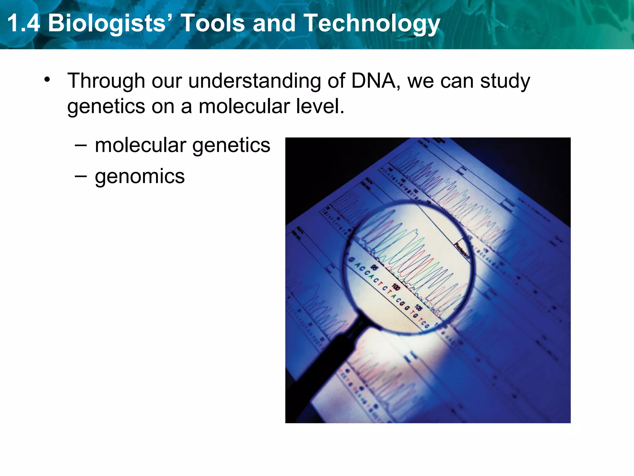 1.4 Biologists’ Tools and Technology
• Through our understanding of DNA, we can study
genetics on a molecular level.
– molecular genetics
– genomics
 