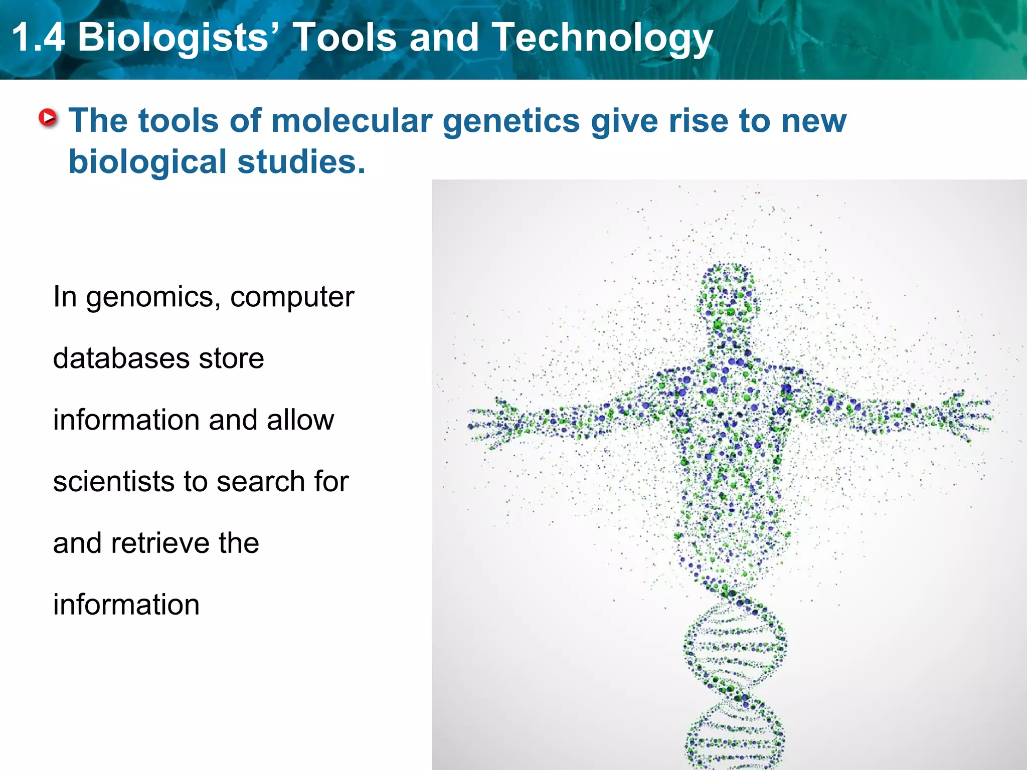 1.4 Biologists’ Tools and Technology
The tools of molecular genetics give rise to new
biological studies.
In genomics, computer
databases store
information and allow
scientists to search for
and retrieve the
information
 