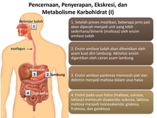 Pencernaan, Penyerapan, Ekskresi, dan
Metabolisme Karbohidrat (I)
1
esofagus
Kelenjar ludah
2 lambung3
Pankreas
4 Usus halus
1. Setelah proses mastikasi, beberapa jenis pati
akan dipecah menjadi unit yang lebih
sederhana/dimerik (maltosa) oleh enzim
amilase ludah
2. Enzim amilase ludah akan dihentikan oleh
asam kuat dlm lambung. Aktivitas enzim
digantikan oleh cairan asam lambung
3. Enzim amilase pankreas memecah pati dan
dekstrin menjadi maltosa dalam usus halus
4. Enzim pada usus halus (maltase, sukrase,
laktase) memecah disakarida: sukrosa, laktosa,
maltosa menjadi monosakarida: glukosa,
fruktosa, dan galaktosa
 