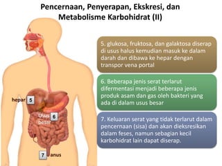 Pencernaan, Penyerapan, Ekskresi, dan
Metabolisme Karbohidrat (II)
hepar 5
6Usus
besar
7 anus
5. glukosa, fruktosa, dan galaktosa diserap
di usus halus kemudian masuk ke dalam
darah dan dibawa ke hepar dengan
transpor vena portal
6. Beberapa jenis serat terlarut
difermentasi menjadi beberapa jenis
produk asam dan gas oleh bakteri yang
ada di dalam usus besar
7. Keluaran serat yang tidak terlarut dalam
pencernaan (sisa) dan akan dieksresikan
dalam feses, namun sebagian kecil
karbohidrat lain dapat diserap.
 