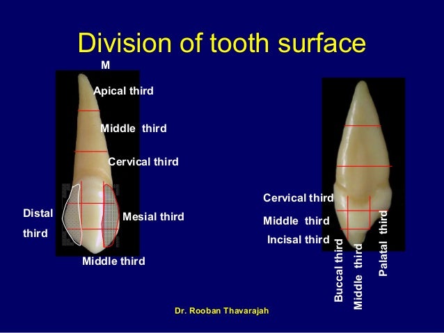 tooth-morphology-chapter-1-part-2