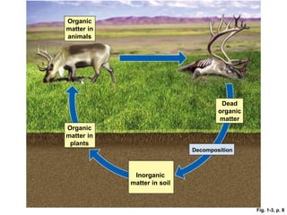 Dead
organic
matter
Organic
matter in
animals
Organic
matter in
plants
Inorganic
matter in soil
Decomposition
Fig. 1-3, p. 8
 