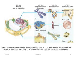 Figure: structural hierarchy in the molecular organization of Cells. For example the nucleus is an
organelle containing several Types of supramolecular complexes, including chromosomes.
13
Tewekel R
2/3/2023
 