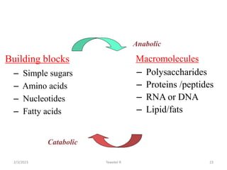 Building blocks
– Simple sugars
– Amino acids
– Nucleotides
– Fatty acids
Macromolecules
– Polysaccharides
– Proteins /peptides
– RNA or DNA
– Lipid/fats
Anabolic
Catabolic
23
Tewekel R
2/3/2023
 