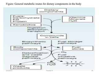 Figure: General metabolic routes for dietary components in the body
Tewekel R 26
2/3/2023
 