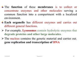 The function of these membranes is to collect or
concentrate enzymes and other molecules serving a
common function into a compartment with a localized
environment.
Each organelle has different enzymes and carries out
different general functions.
 For example, Lysosomes contain hydrolytic enzymes that
degrade proteins and other large molecules.
 The nucleus contains the genetic material and carries out.
gene replication and transcription of DNA
Tewekel R 39
2/3/2023
 