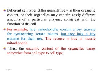 Different cell types differ quantitatively in their organelle
content, or their organelles may contain vastly different
amounts of a particular enzyme, consistent with the
function of the cell.
For example, liver mitochondria contain a key enzyme
for synthesizing ketone bodies, but they lack a key
enzyme for their use. The reverse is true in muscle
mitochondria.
Thus, the enzymic content of the organelles varies
somewhat from cell type to cell type.
Tewekel R 40
2/3/2023
 