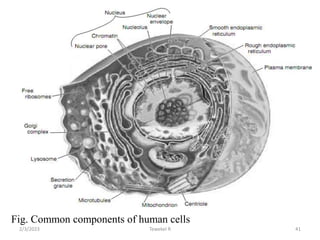Fig. Common components of human cells
Tewekel R 41
2/3/2023
 