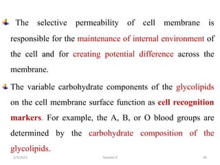 The selective permeability of cell membrane is
responsible for the maintenance of internal environment of
the cell and for creating potential difference across the
membrane.
The variable carbohydrate components of the glycolipids
on the cell membrane surface function as cell recognition
markers. For example, the A, B, or O blood groups are
determined by the carbohydrate composition of the
glycolipids.
44
Tewekel R
2/3/2023
 