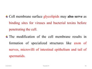 Cell membrane surface glycolipids may also serve as
binding sites for viruses and bacterial toxins before
penetrating the cell.
The modification of the cell membrane results in
formation of specialized structures like axon of
nerves, microvilli of intestinal epithelium and tail of
spermatids.
Tewekel R 45
2/3/2023
 