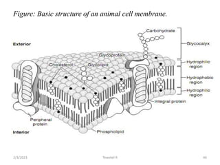 Figure: Basic structure of an animal cell membrane.
Tewekel R 46
2/3/2023
 