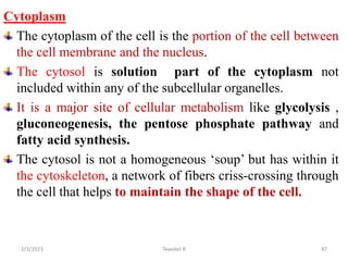 Cytoplasm
The cytoplasm of the cell is the portion of the cell between
the cell membrane and the nucleus.
The cytosol is solution part of the cytoplasm not
included within any of the subcellular organelles.
It is a major site of cellular metabolism like glycolysis ,
gluconeogenesis, the pentose phosphate pathway and
fatty acid synthesis.
The cytosol is not a homogeneous ‘soup’ but has within it
the cytoskeleton, a network of fibers criss-crossing through
the cell that helps to maintain the shape of the cell.
47
Tewekel R
2/3/2023
 