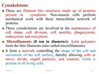 Cytoskeletons
These are filament like structures made up of proteins
present in cytoplasm. Non-muscle cells perform
mechanical work with these intracellular network of
proteins.
These cytoskeletons are involved in the maintenance of
cell shape, cell division, cell motility, phagocytosis,
endocytosis and exocytosis.
Microfilaments (8 nm in diameter): Actin polymers
form the thin filaments (also called microfilaments).
It form a network controlling the shape of the cell and
movement of the cell surface, thereby allowing cells to
move, divide, engulf particles, and contract. Actin is
present in all living cells.
48
Tewekel R
2/3/2023
 