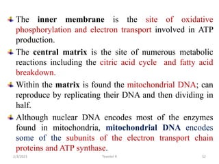 The inner membrane is the site of oxidative
phosphorylation and electron transport involved in ATP
production.
The central matrix is the site of numerous metabolic
reactions including the citric acid cycle and fatty acid
breakdown.
Within the matrix is found the mitochondrial DNA; can
reproduce by replicating their DNA and then dividing in
half.
Although nuclear DNA encodes most of the enzymes
found in mitochondria, mitochondrial DNA encodes
some of the subunits of the electron transport chain
proteins and ATP synthase.
Tewekel R 52
2/3/2023
 