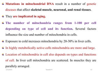 Mutations in mitochondrial DNA result in a number of genetic
diseases that affect skeletal muscle, neuronal, and renal tissues.
They are implicated in aging.
The number of mitochondria ranges from 1-100 per cell
depending on type of cell and its function. Several factors
influence the size and number of mitochondria in cells.
Exposure to cold increases mitochondria by 20-30% in liver cells.
In highly metabolically active cells mitochondria are more and large.
Location of mitochondria in cell also depends on types and functions
of cell. In liver cell mitochondria are scattered. In muscles they are
parallely arranged.
Tewekel R 53
2/3/2023
 