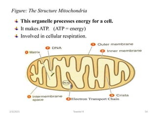 Figure: The Structure Mitochondria
This organelle processes energy for a cell.
It makes ATP. (ATP = energy)
Involved in cellular respiration.
54
Tewekel R
2/3/2023
 
