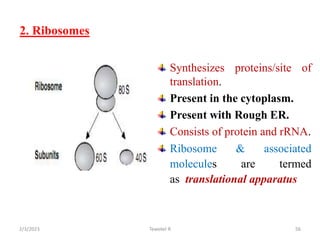 2. Ribosomes
Synthesizes proteins/site of
translation.
Present in the cytoplasm.
Present with Rough ER.
Consists of protein and rRNA.
Ribosome & associated
molecules are termed
as translational apparatus
56
Tewekel R
2/3/2023
 