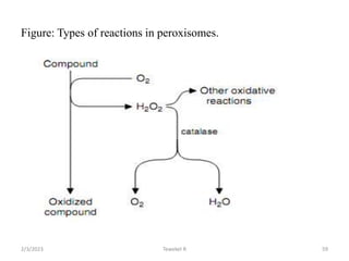 Figure: Types of reactions in peroxisomes.
Tewekel R 59
2/3/2023
 
