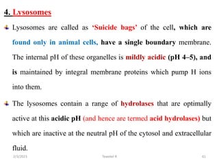 4. Lysosomes
Lysosomes are called as ‘Suicide bags’ of the cell, which are
found only in animal cells, have a single boundary membrane.
The internal pH of these organelles is mildly acidic (pH 4–5), and
is maintained by integral membrane proteins which pump H ions
into them.
The lysosomes contain a range of hydrolases that are optimally
active at this acidic pH (and hence are termed acid hydrolases) but
which are inactive at the neutral pH of the cytosol and extracellular
fluid.
61
Tewekel R
2/3/2023
 