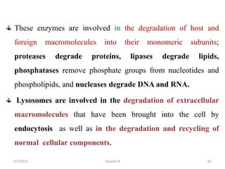 These enzymes are involved in the degradation of host and
foreign macromolecules into their monomeric subunits;
proteases degrade proteins, lipases degrade lipids,
phosphatases remove phosphate groups from nucleotides and
phospholipids, and nucleases degrade DNA and RNA.
Lysosomes are involved in the degradation of extracellular
macromolecules that have been brought into the cell by
endocytosis as well as in the degradation and recycling of
normal cellular components.
Tewekel R 62
2/3/2023
 