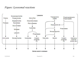 Figure: Lysosomal reactions
Tewekel R 63
2/3/2023
 