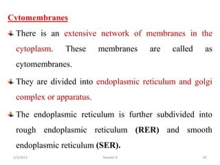 Cytomembranes
There is an extensive network of membranes in the
cytoplasm. These membranes are called as
cytomembranes.
They are divided into endoplasmic reticulum and golgi
complex or apparatus.
The endoplasmic reticulum is further subdivided into
rough endoplasmic reticulum (RER) and smooth
endoplasmic reticulum (SER).
65
Tewekel R
2/3/2023
 