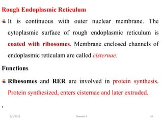 Rough Endoplasmic Reticulum
It is continuous with outer nuclear membrane. The
cytoplasmic surface of rough endoplasmic reticulum is
coated with ribosomes. Membrane enclosed channels of
endoplasmic reticulam are called cisternae.
Functions
Ribosomes and RER are involved in protein synthesis.
Protein synthesized, enters cisternae and later extruded.
.
66
Tewekel R
2/3/2023
 