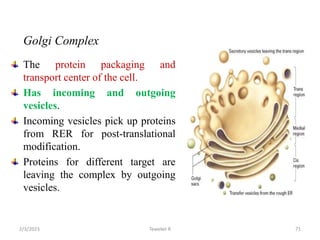Golgi Complex
The protein packaging and
transport center of the cell.
Has incoming and outgoing
vesicles.
Incoming vesicles pick up proteins
from RER for post-translational
modification.
Proteins for different target are
leaving the complex by outgoing
vesicles.
71
Tewekel R
2/3/2023
 