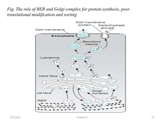 Fig. The role of RER and Golgi complex for protein synthesis, post-
translational modification and sorting
Tewekel R 72
2/3/2023
 