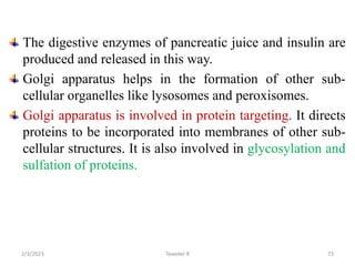 The digestive enzymes of pancreatic juice and insulin are
produced and released in this way.
Golgi apparatus helps in the formation of other sub-
cellular organelles like lysosomes and peroxisomes.
Golgi apparatus is involved in protein targeting. It directs
proteins to be incorporated into membranes of other sub-
cellular structures. It is also involved in glycosylation and
sulfation of proteins.
73
Tewekel R
2/3/2023
 