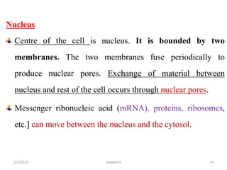 Nucleus
Centre of the cell is nucleus. It is bounded by two
membranes. The two membranes fuse periodically to
produce nuclear pores. Exchange of material between
nucleus and rest of the cell occurs through nuclear pores.
Messenger ribonucleic acid (mRNA), proteins, ribosomes,
etc.] can move between the nucleus and the cytosol.
74
Tewekel R
2/3/2023
 